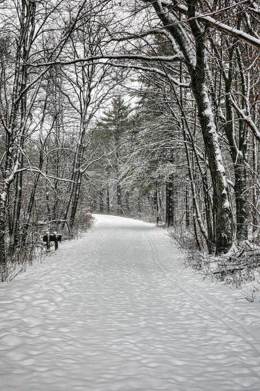 leafless trees on a snow covered field